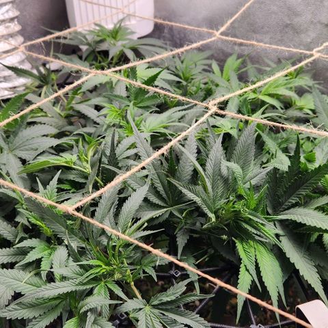 God Bud #1 growlog timeline photo