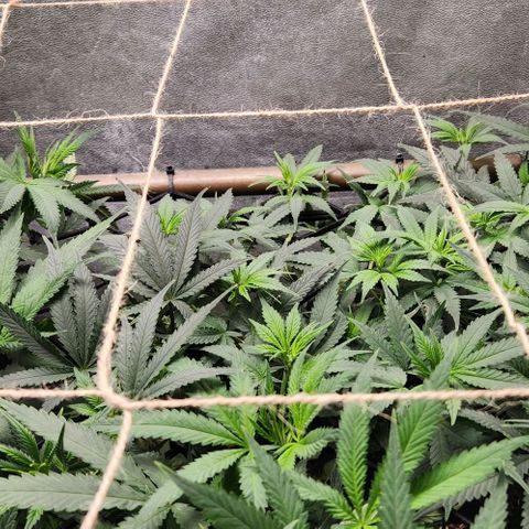 God Bud #2 growlog timeline photo