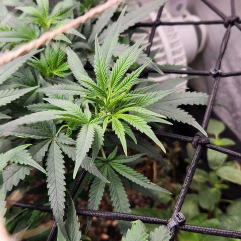 God Bud #2 growlog timeline photo