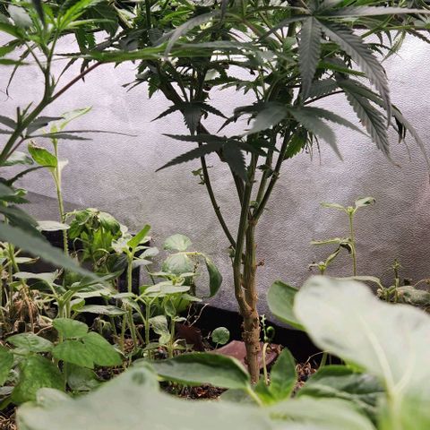 God Bud #2 growlog timeline photo