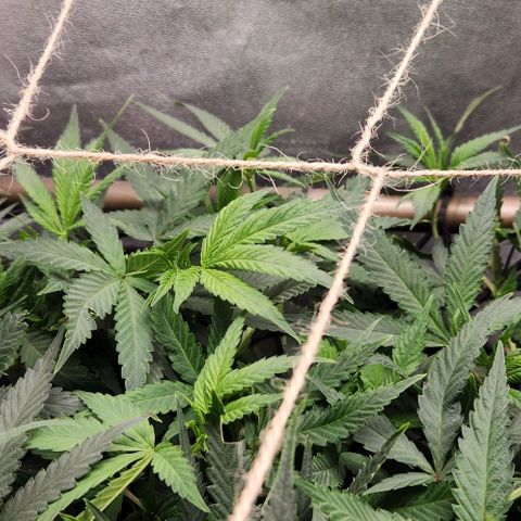 Purple Buddha #1 growlog timeline photo
