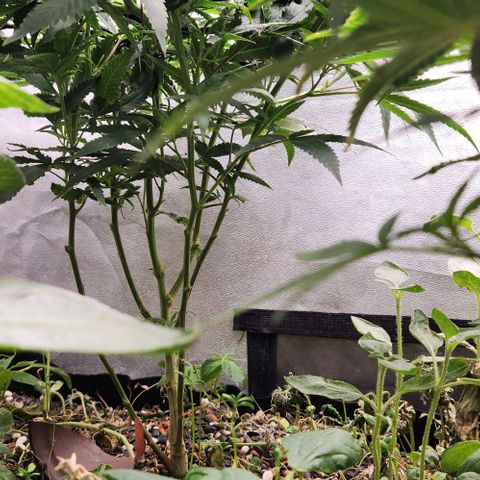 Purple Buddha #1 growlog timeline photo