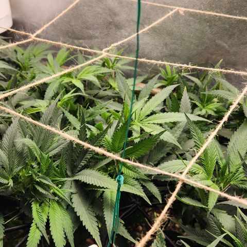 Purple Buddha #1 growlog timeline photo