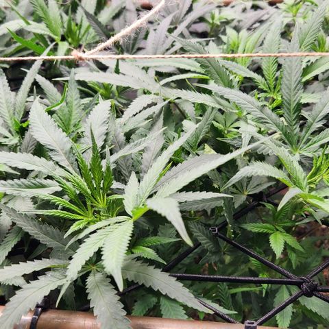 Purple Buddha #2 growlog timeline photo