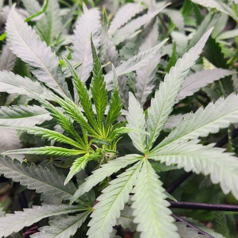 Purple Buddha #2 growlog timeline photo