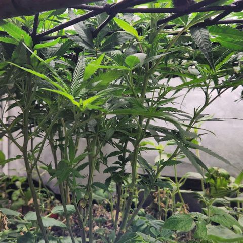 Purple Buddha #2 growlog timeline photo