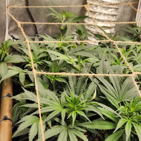 God Bud #1 growlog timeline photo