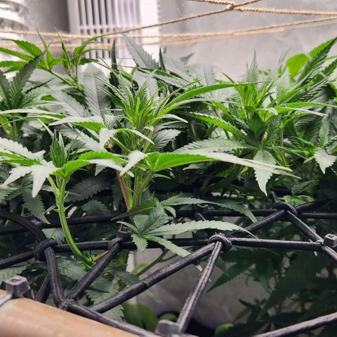 God Bud #1 growlog timeline photo