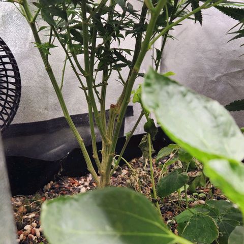 God Bud #1 growlog timeline photo