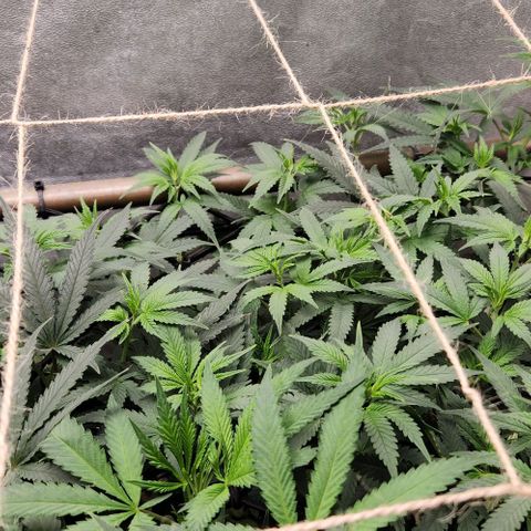God Bud #2 growlog timeline photo
