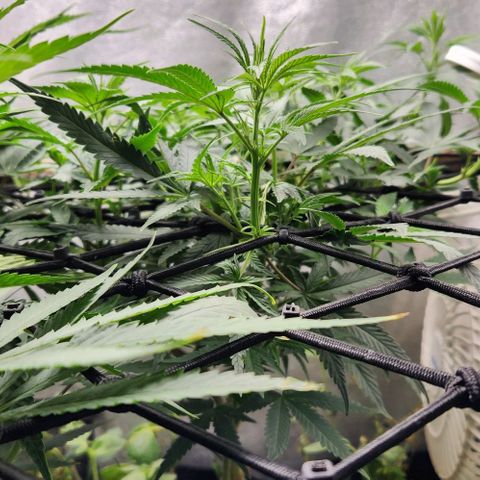 God Bud #2 growlog timeline photo