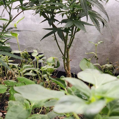 God Bud #2 growlog timeline photo