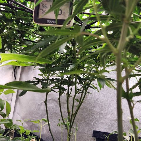 Purple Buddha #1 growlog timeline photo