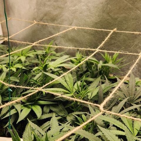 Purple Buddha #1 growlog timeline photo