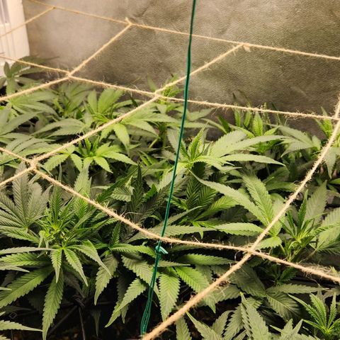 Purple Buddha #1 growlog timeline photo