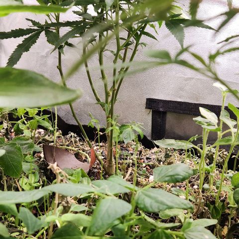 Purple Buddha #1 growlog timeline photo