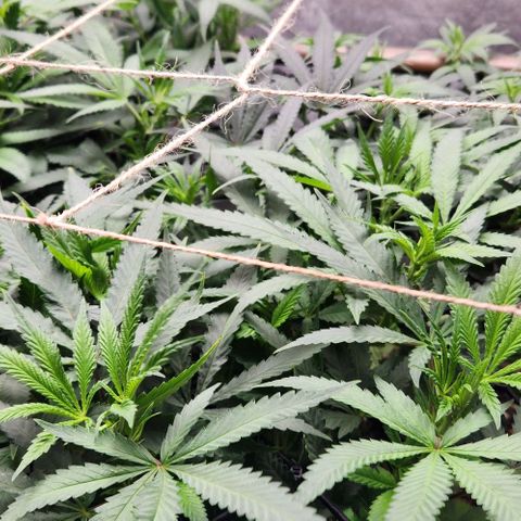 Purple Buddha #2 growlog timeline photo