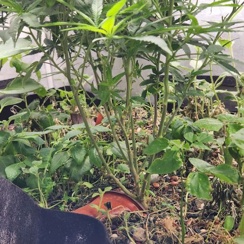 Purple Buddha #2 growlog timeline photo
