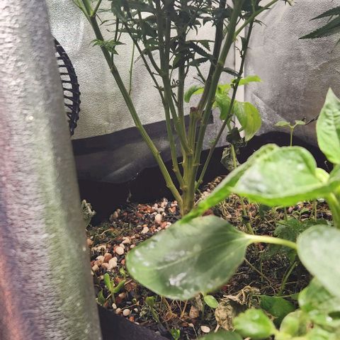 God Bud #1 growlog timeline photo