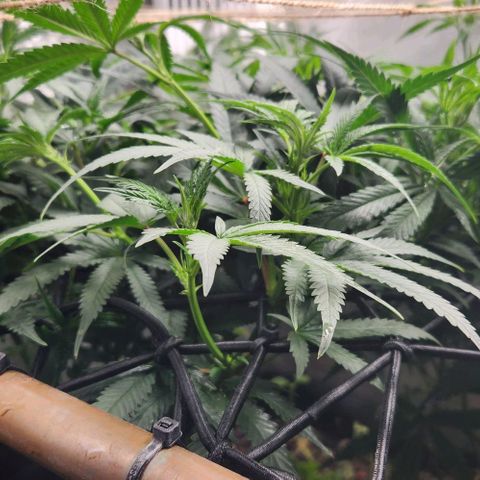 God Bud #1 growlog timeline photo