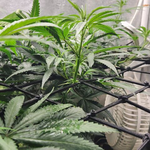 God Bud #2 growlog timeline photo