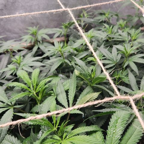 God Bud #2 growlog timeline photo