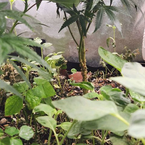 God Bud #2 growlog timeline photo