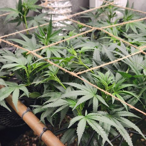 God Bud #1 growlog timeline photo