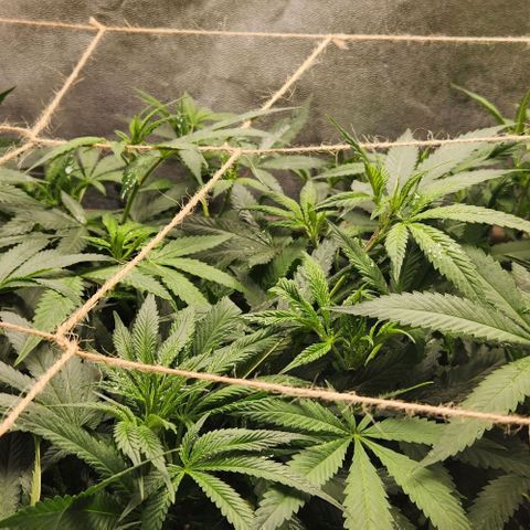 Purple Buddha #1 growlog timeline photo