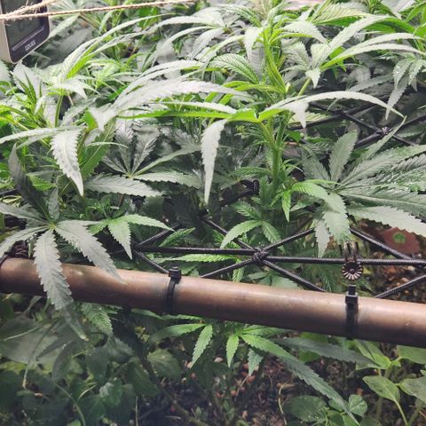 Purple Buddha #2 growlog timeline photo