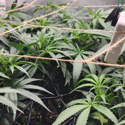 Purple Buddha #1 growlog timeline photo