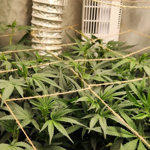 God Bud #1 growlog timeline photo
