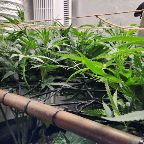 God Bud #1 growlog timeline photo