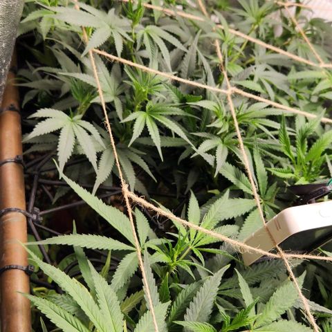 God Bud #1 growlog timeline photo