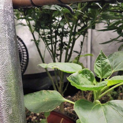 God Bud #1 growlog timeline photo