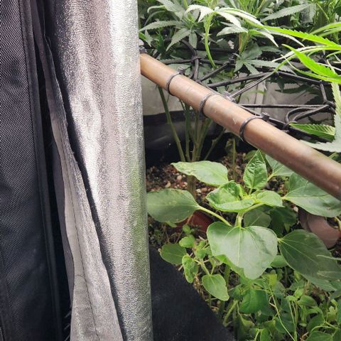 God Bud #1 growlog timeline photo