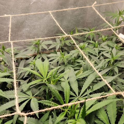 God Bud #2 growlog timeline photo