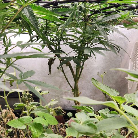 God Bud #2 growlog timeline photo