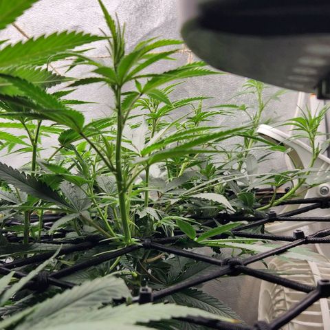 God Bud #2 growlog timeline photo