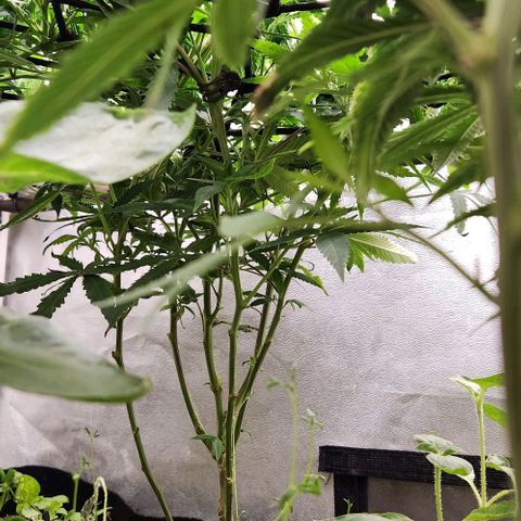 Purple Buddha #1 growlog timeline photo