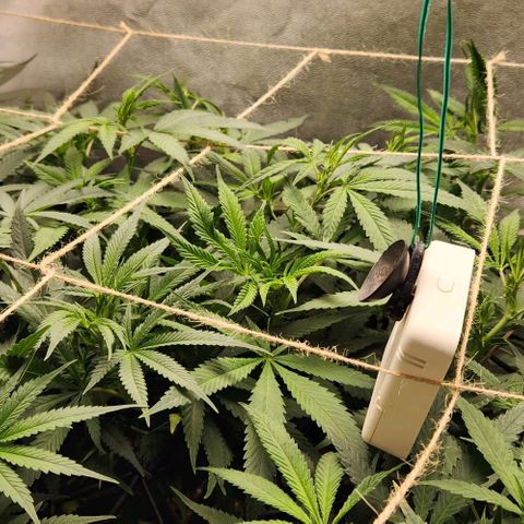 Purple Buddha #1 growlog timeline photo