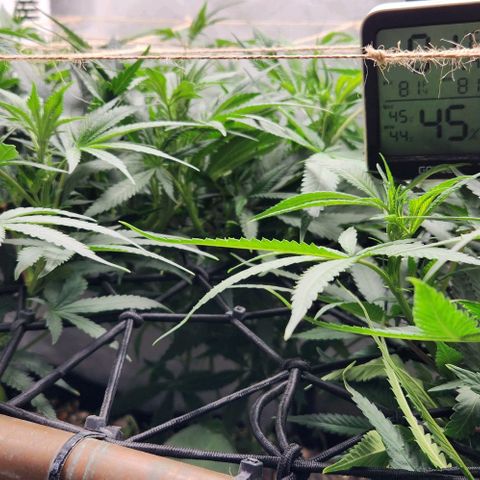 Purple Buddha #1 growlog timeline photo