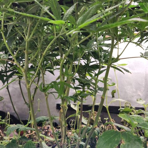 Purple Buddha #2 growlog timeline photo