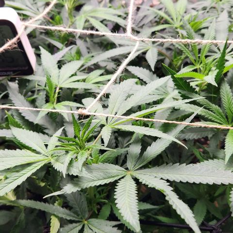 Purple Buddha #2 growlog timeline photo