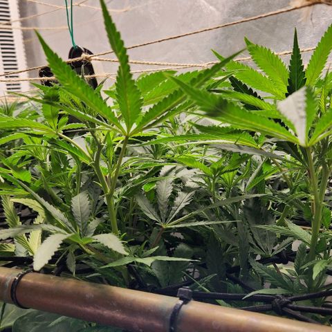 Purple Buddha #2 growlog timeline photo