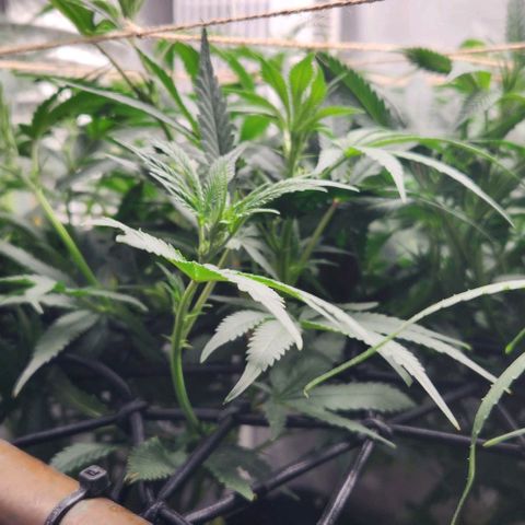 God Bud #1 growlog timeline photo