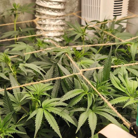 God Bud #1 growlog timeline photo
