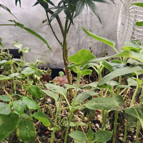 God Bud #2 growlog timeline photo