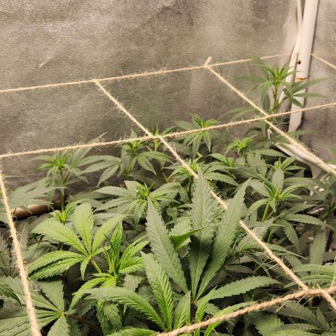 God Bud #2 growlog timeline photo