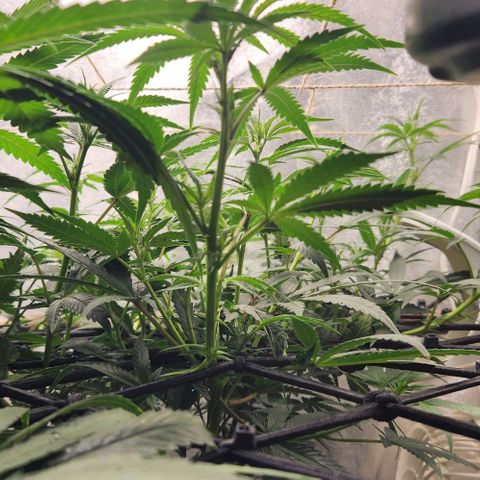 God Bud #2 growlog timeline photo